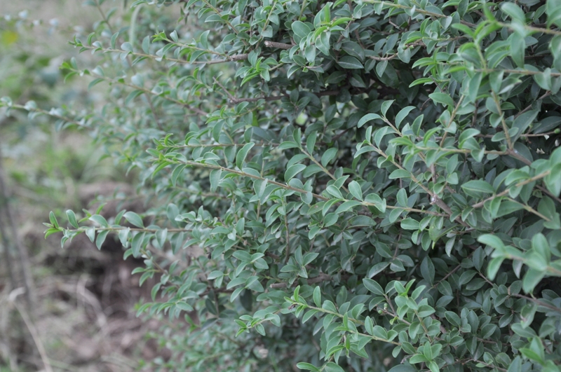 Image of Ligustrum lucidum specimen.