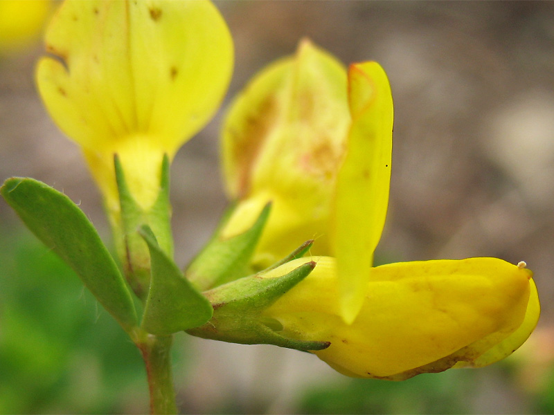 Image of Lotus alpicola specimen.