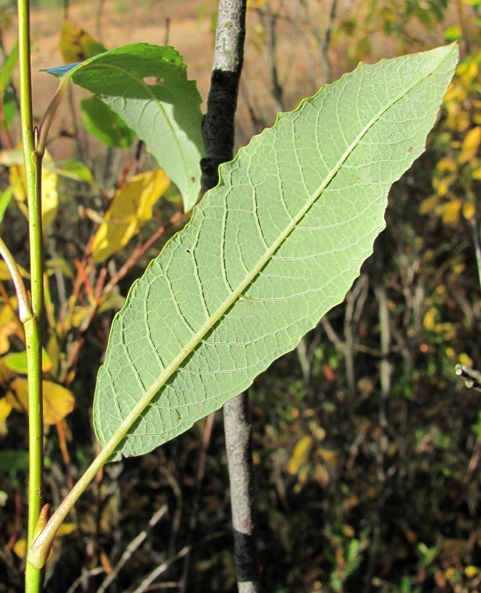 Изображение особи Salix phylicifolia.