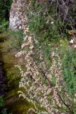 Artemisia vulgaris