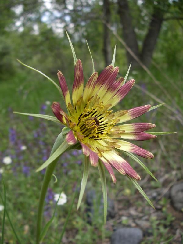 Image of Tragopogon capitatus specimen.