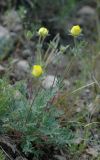 Potentilla soongorica. Цветущее растение. Казахстан, западные отроги Заилийского Алатау. 10.05.2011.