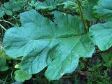 Heracleum sosnowskyi