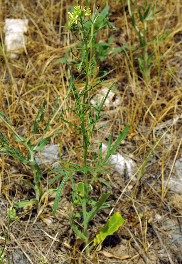 Изображение особи Sisymbrium altissimum.