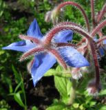 Borago officinalis