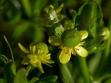 Ranunculus sceleratus. Цветки. Диаметр около 1,5 см. Киев, Святошинские озёра. 15 мая 2008 г.