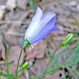 Campanula rotundifolia. Цветок. Тверская обл., Весьегонский р-н, окр. дер. Беняково, берег залива Рыбинского вдхр. по р. Сёбла. 24.07.2011.