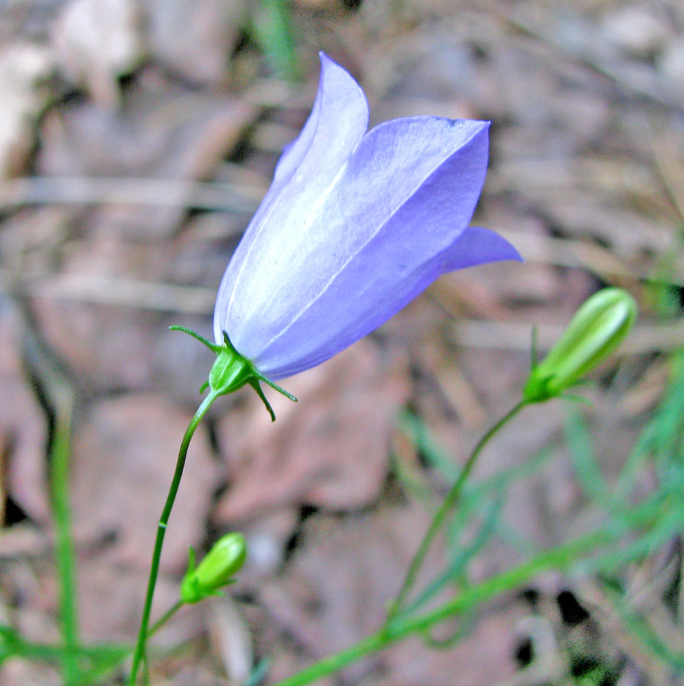 Image of Campanula rotundifolia specimen.