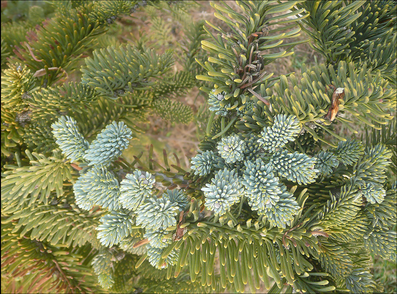 Image of Abies pinsapo specimen.