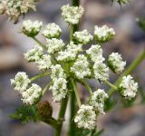 familia Apiaceae. Соцветие. Приморский край, Лазовский р-н, Лазовский заповедник, кордон Карпадь, каменистый берег р. Прямушки. 19.08.2009.
