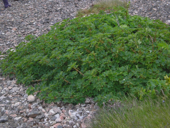 Изображение особи Ribes glabrum.