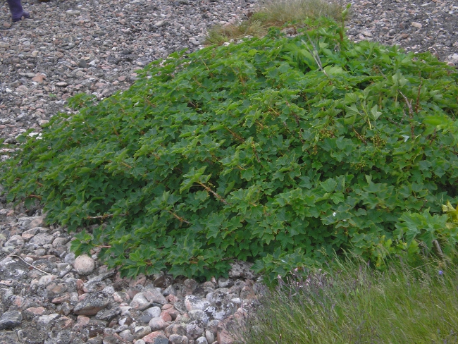 Изображение особи Ribes glabrum.