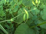 Astragalus glycyphyllos