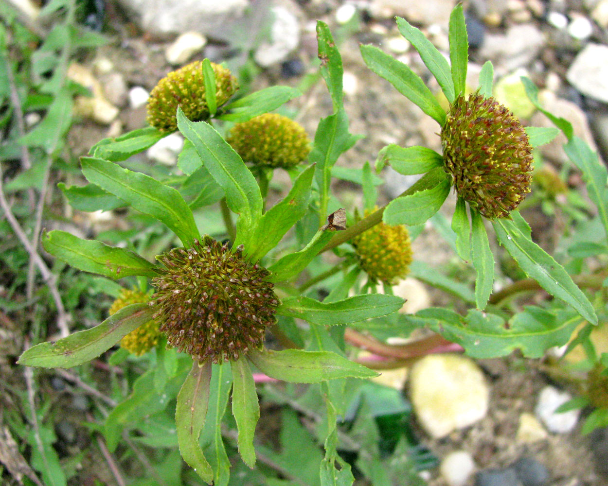 Изображение особи Bidens radiata.