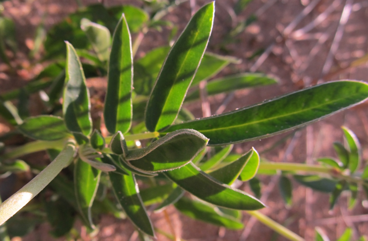 Изображение особи Anthyllis vulneraria ssp. iberica.