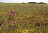 Pedicularis nasuta