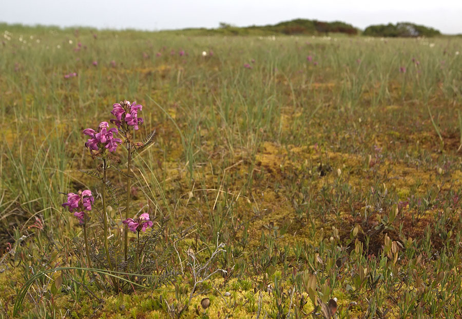 Изображение особи Pedicularis nasuta.