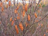 Betula divaricata. Созревшие соплодия. Хабаровский край, Ванинский р-н, урочище р. Утуни, лиственничная марь. 29.09.2009.