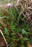 Valeriana dioica