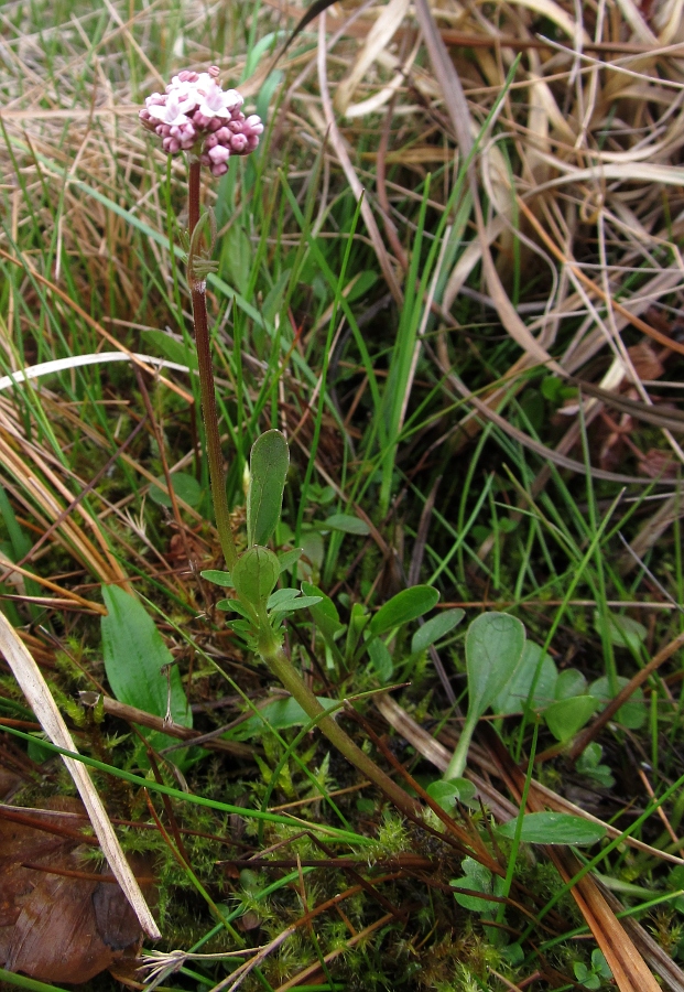 Image of Valeriana dioica specimen.