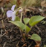 Viola rupestris