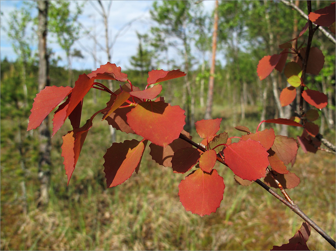 Image of Populus tremula specimen.