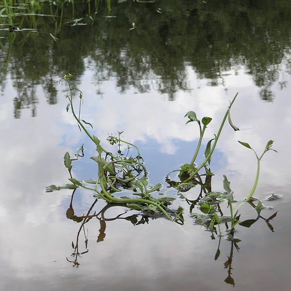 Image of Rorippa amphibia specimen.