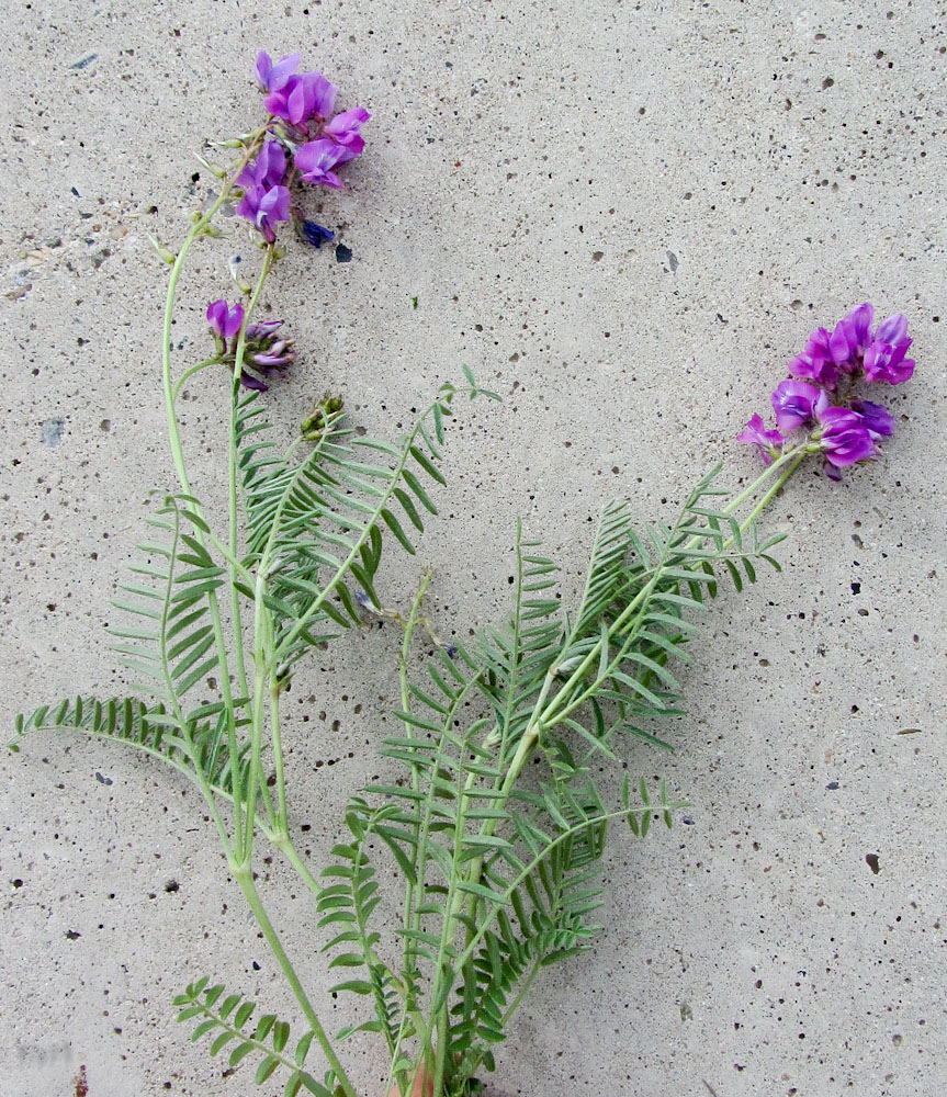 Image of Oxytropis teres specimen.