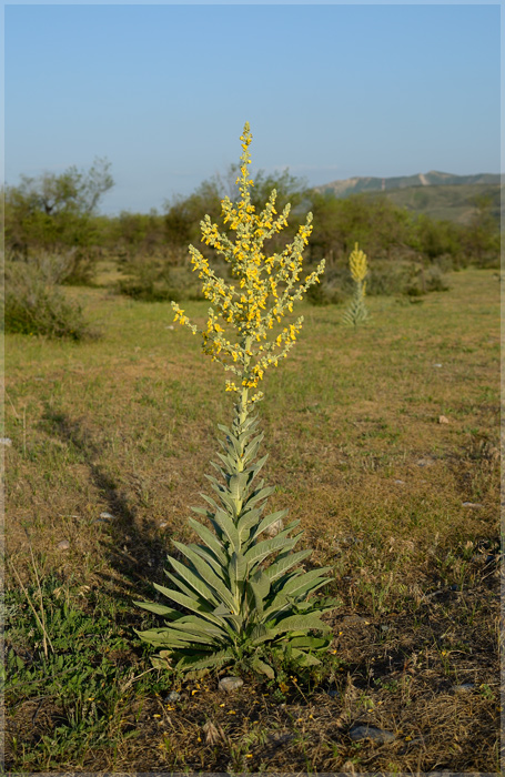 Image of Verbascum songaricum specimen.