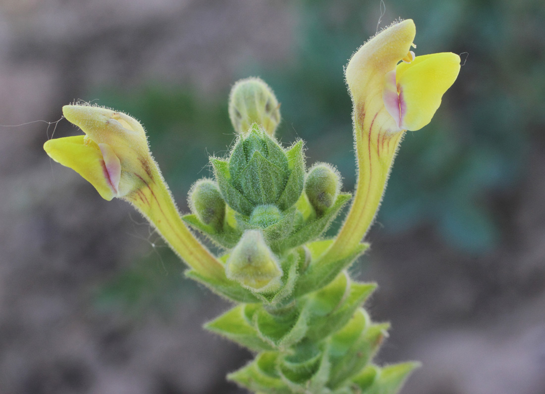 Изображение особи Scutellaria adenostegia.