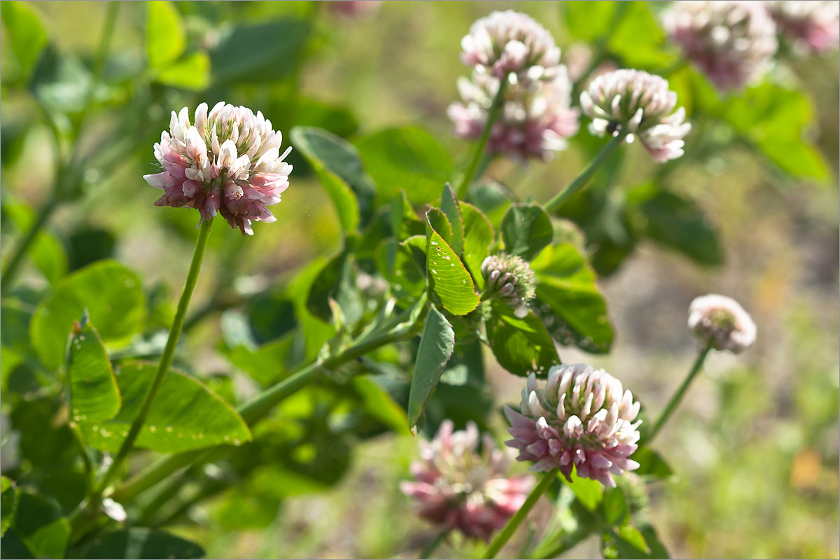 Изображение особи Trifolium hybridum.