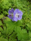 Geranium platyanthum. Верхняя часть цветущего растения. Приморский край, г. Находка, падь Отрадная. 17.06.2012.