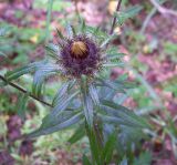 Carlina biebersteinii