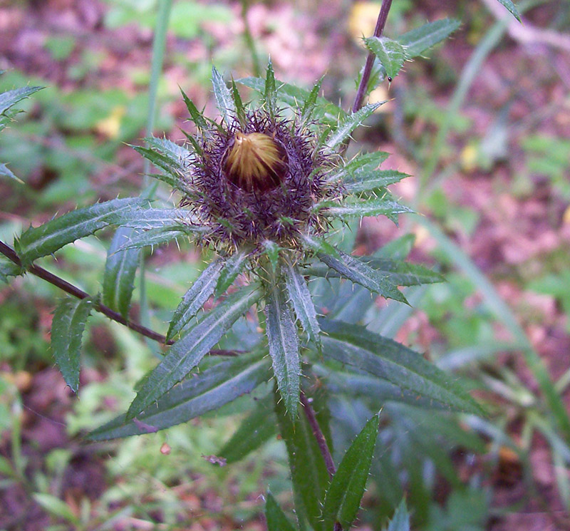 Изображение особи Carlina biebersteinii.