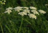 Chaerophyllum prescottii