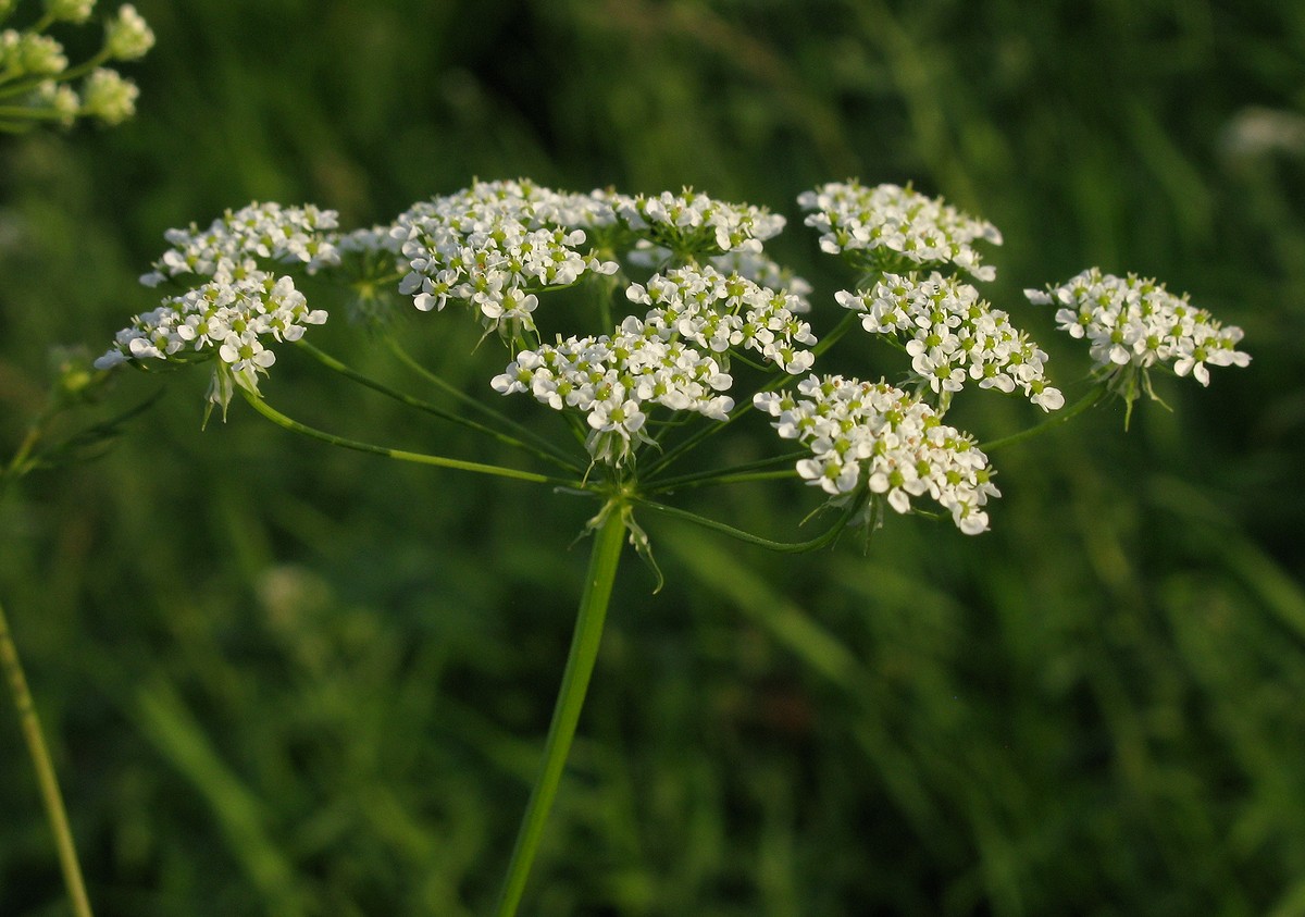 Image of Chaerophyllum prescottii specimen.
