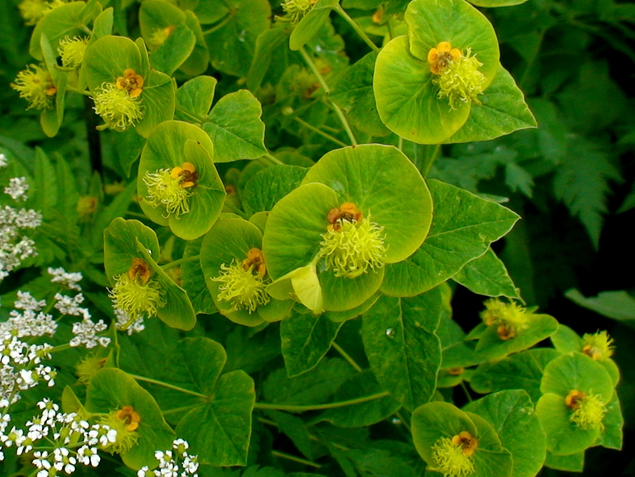 Изображение особи Euphorbia squamosa.