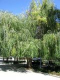 Salix babylonica. Старое дерево. Зап. Крым, г. Саки, территория санатория им. Н.Н. Бурденко.