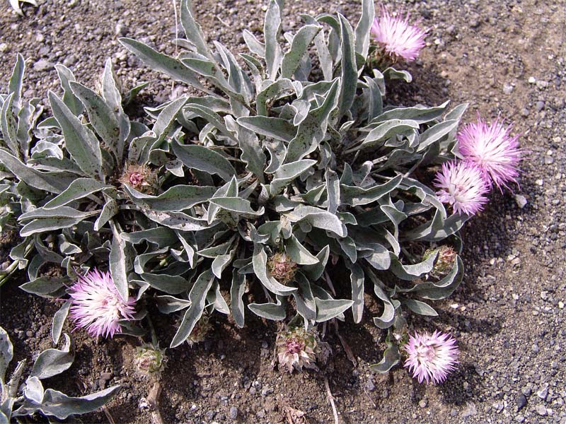 Image of Psephellus integrifolius specimen.