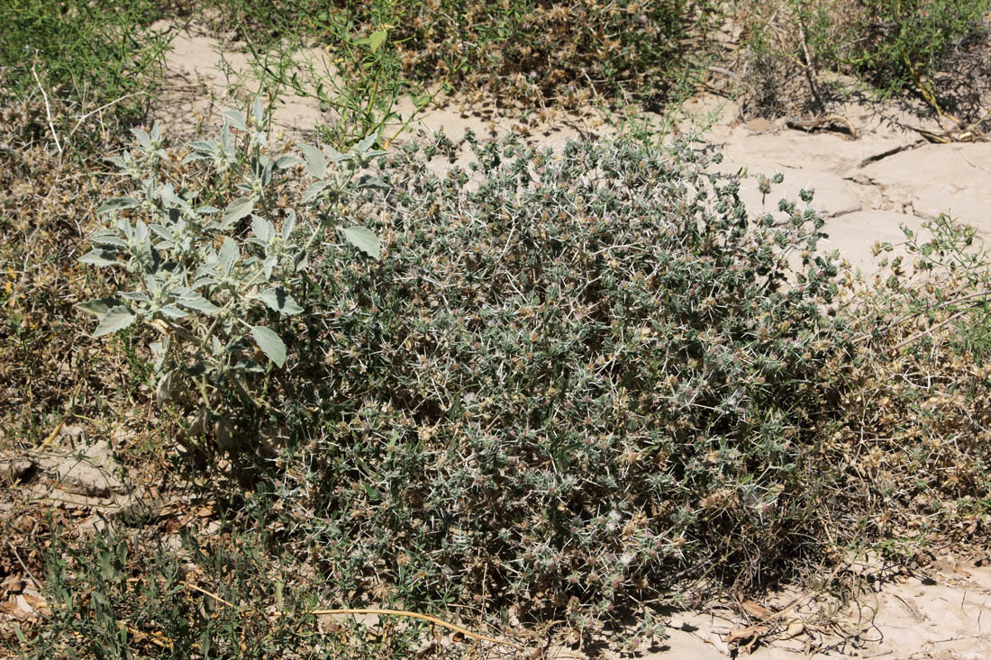 Image of Centaurea belangeriana specimen.