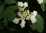 Viburnum opulus