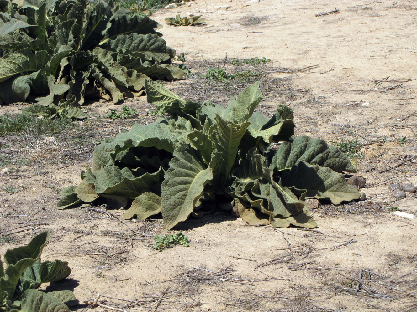 Image of Verbascum sinaiticum specimen.