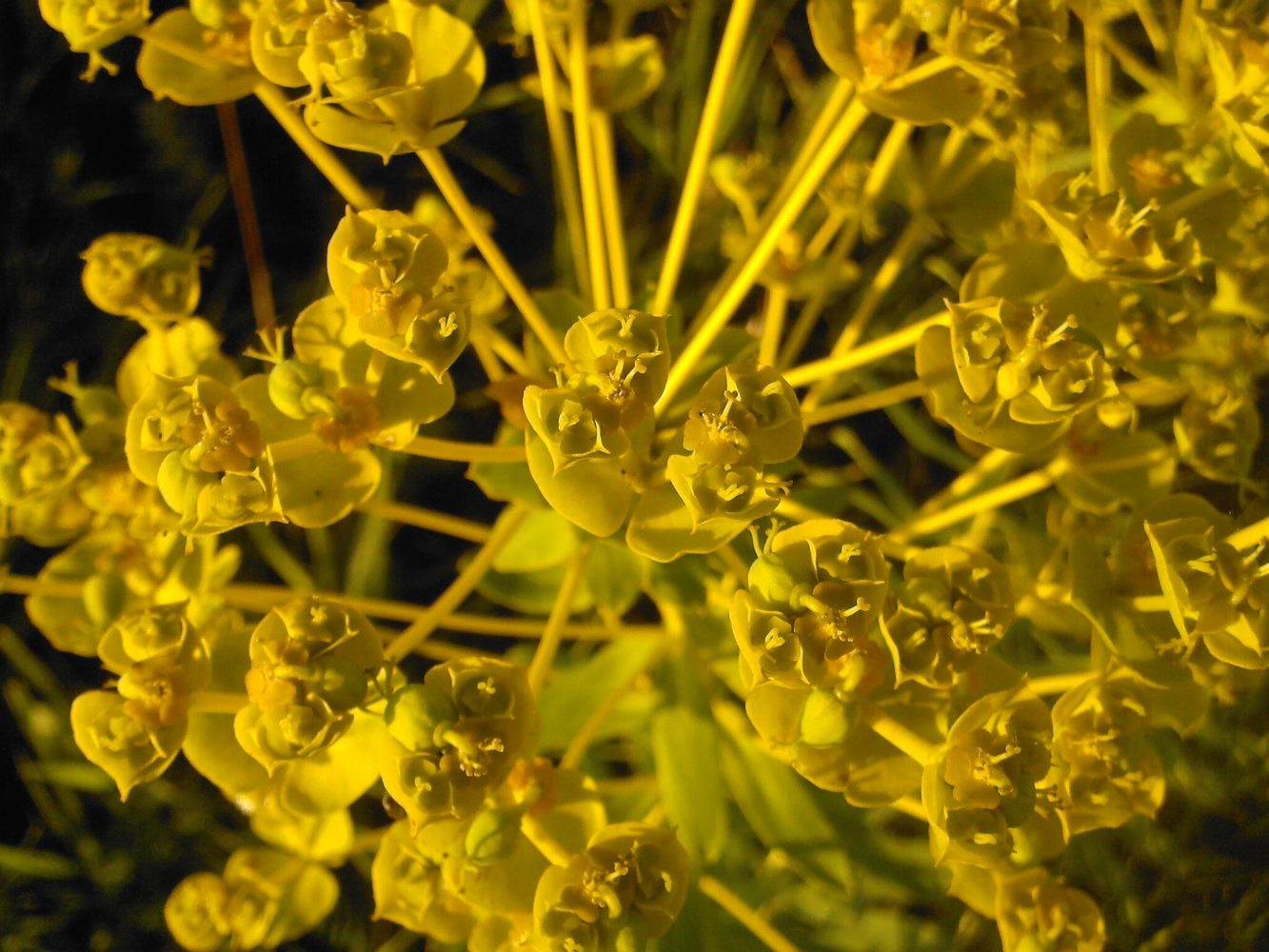 Изображение особи Euphorbia virgata.