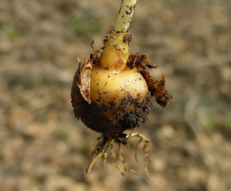 Image of Corydalis intermedia specimen.