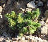 Sedum tenellum