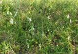 Campanula punctata