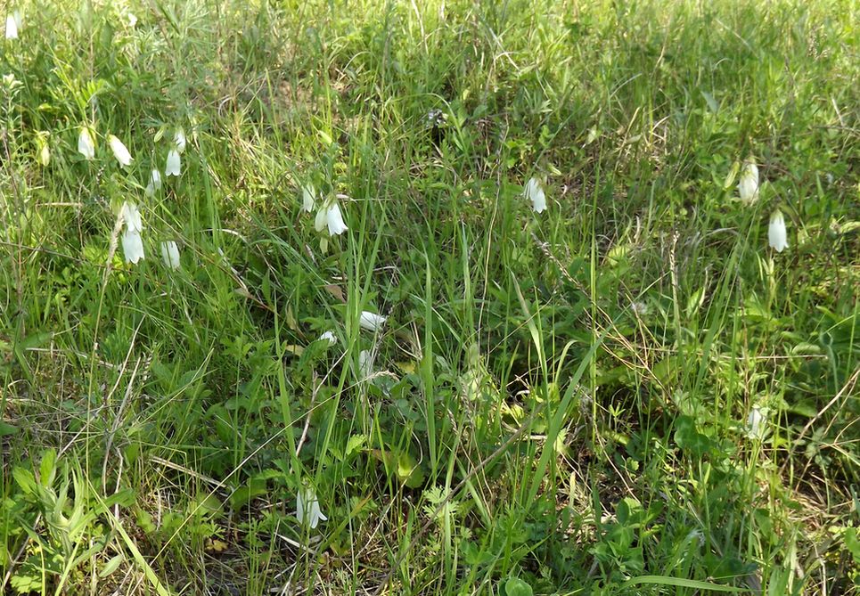 Image of Campanula punctata specimen.