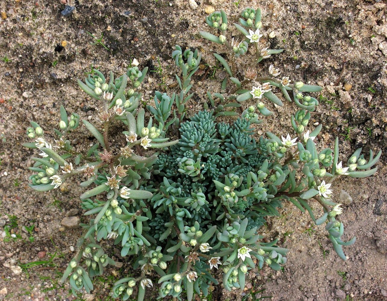 Image of genus Sedum specimen.