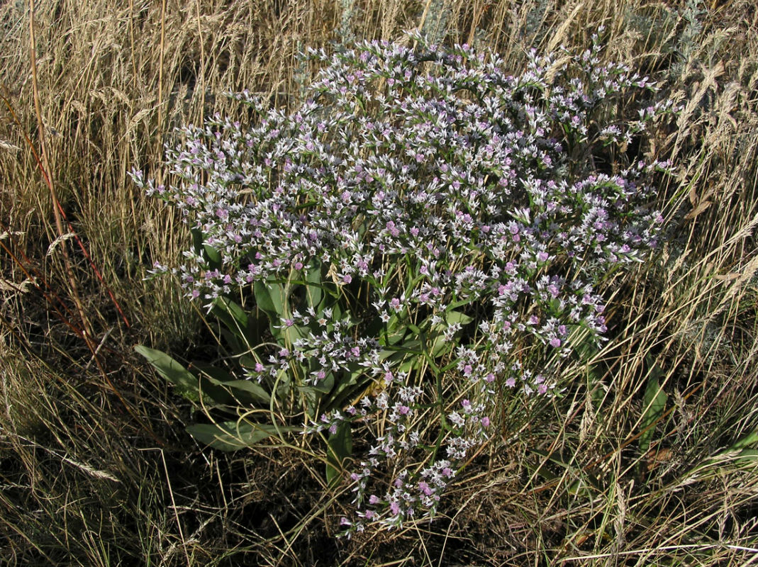 Изображение особи Goniolimon tataricum.