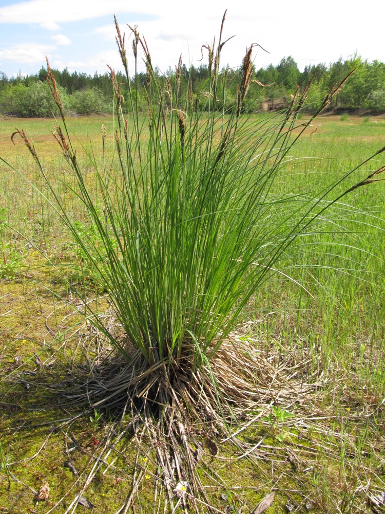 Изображение особи Carex omskiana.